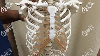 肋骨鼻取肋骨部位介紹 肋骨鼻取肋骨部位介紹