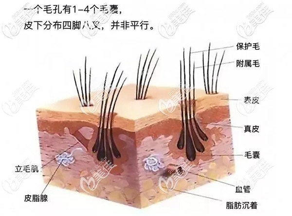 毛囊組織結(jié)構(gòu)示意圖