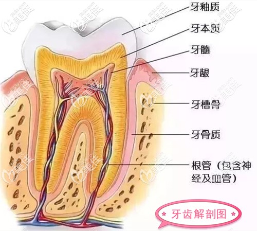 牙齒解剖圖解 牙齒解剖圖解
