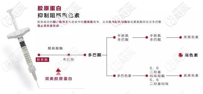 雙美膠原蛋白去黑眼圈原理 雙美膠原蛋白去黑眼圈原理