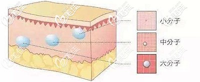 玻尿酸分子的不同 玻尿酸分子的不同