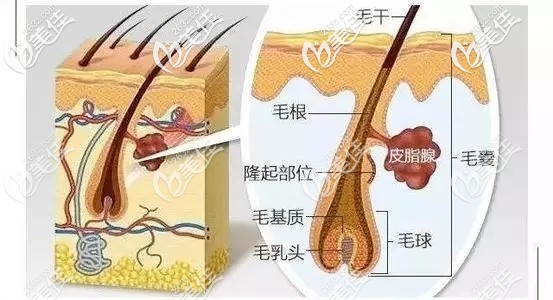 頭發(fā)結構分析圖片 頭發(fā)結構分析圖片