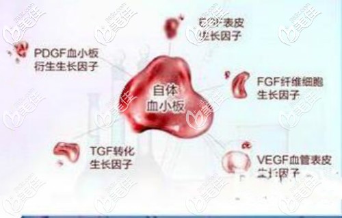 生長因子是什么的介紹