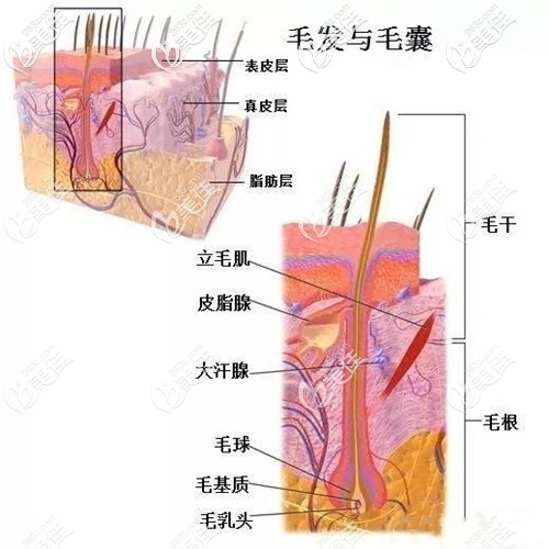 毛發(fā)與毛囊的結(jié)構(gòu)特性圖 毛發(fā)與毛囊的結(jié)構(gòu)特性圖