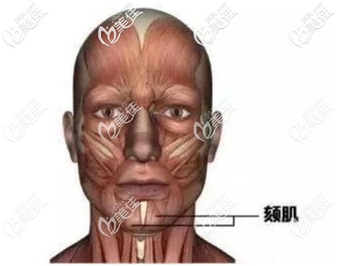 頦肌的位置 頦肌的位置