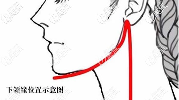 下頜緣位置示意圖 下頜緣位置示意圖