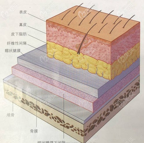 頭皮毛囊組織結(jié)構(gòu)圖解 頭皮毛囊組織結(jié)構(gòu)圖解