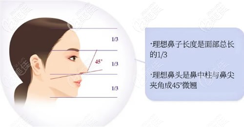 理想的鼻子形態(tài) 理想的鼻子形態(tài)