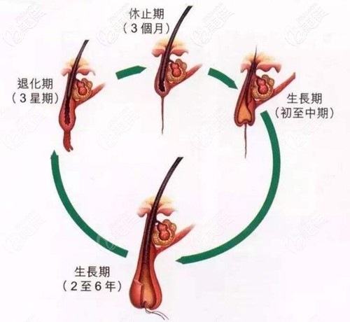 毛發(fā)的生長(zhǎng)周期