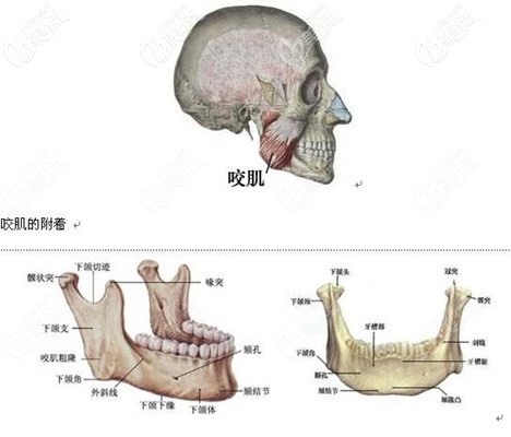 下頜骨大咬肌大的問(wèn)題