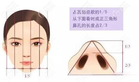 鼻子寬度和面部比例