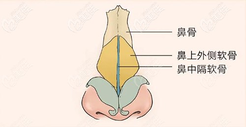鼻子的架構(gòu) 鼻子的架構(gòu)