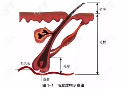 毛囊結(jié)構示意圖片