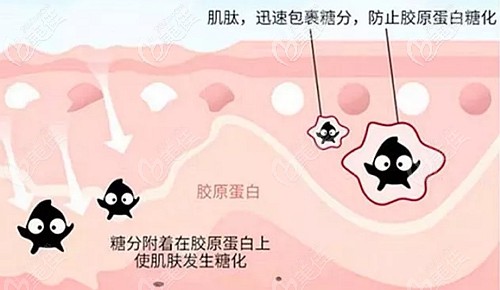 薇美芙祛黃素中肌肽成分的作用