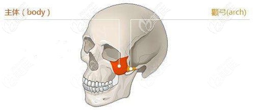 顴弓顴骨的位置