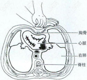 胸部和心臟的距離