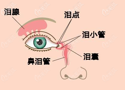 淚小管位置 淚小管位置