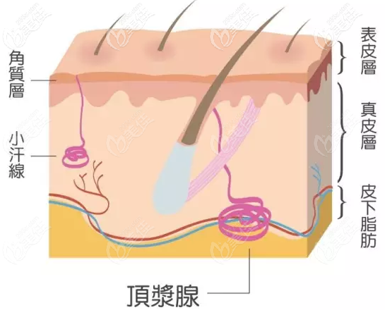 汗腺組織的分布