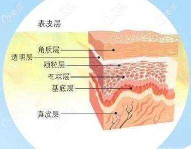 水剝離皮膚結(jié)構(gòu)圖