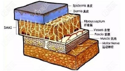 筋膜層的位置