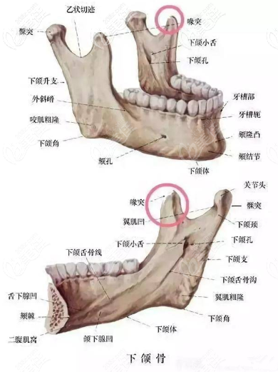 下頜骨喙突位置