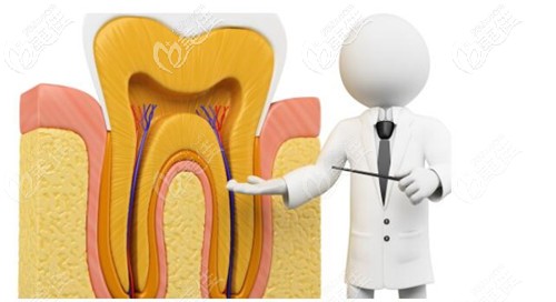 牙齒內(nèi)部的牙髓和血管組織