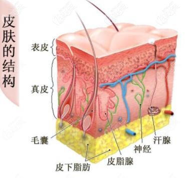 皮膚的結(jié)構(gòu)示意圖