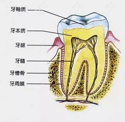 牙齒的構成部分