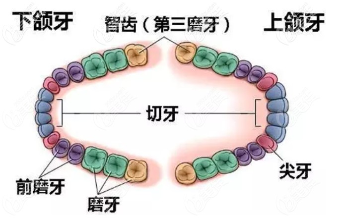 為什么說拔完智齒后悔死了