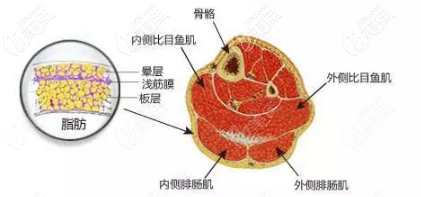 神經(jīng)顯微瘦小腿術(shù)作用的腿部肌肉示意圖
