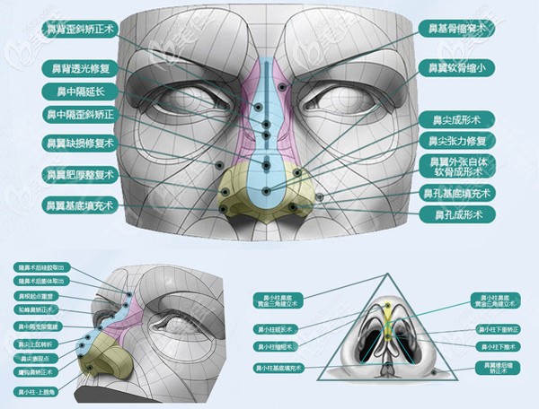 四川東籬整形醫(yī)院的鐫刻鼻綜合鼻部解刨細(xì)節(jié)圖 四川東籬整形醫(yī)院的鐫刻鼻綜合鼻部解刨細(xì)節(jié)圖