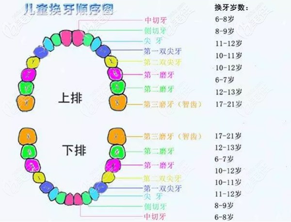 兒童換牙順序圖