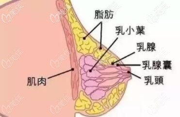 乳房縮小下垂的原因