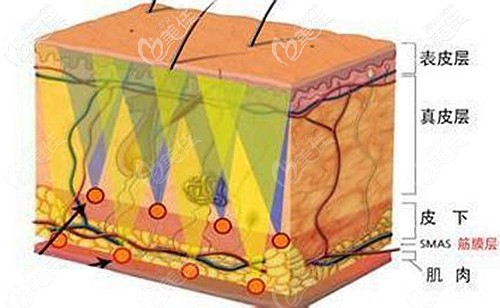面部皮膚的不同層次 面部皮膚的不同層次