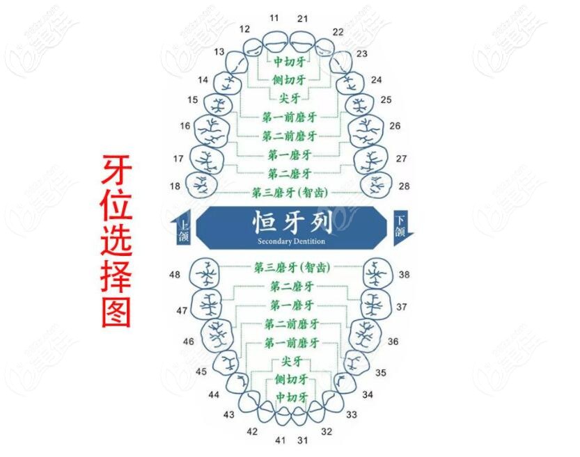 口腔內(nèi)牙位圖