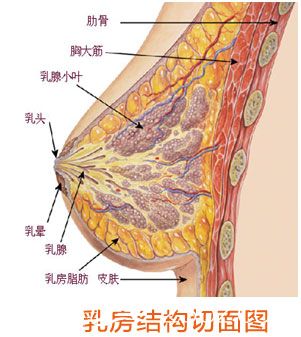 胸部組織示意圖