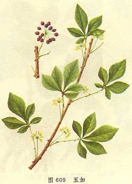 <!--<i data=20240710-sp></i>-->養(yǎng)生除皺必備 較經(jīng)典的抗衰老抗皺中藥