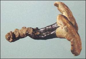 <!--<i data=20240710-sp></i>-->養(yǎng)生除皺必備 較經(jīng)典的抗衰老抗皺中藥