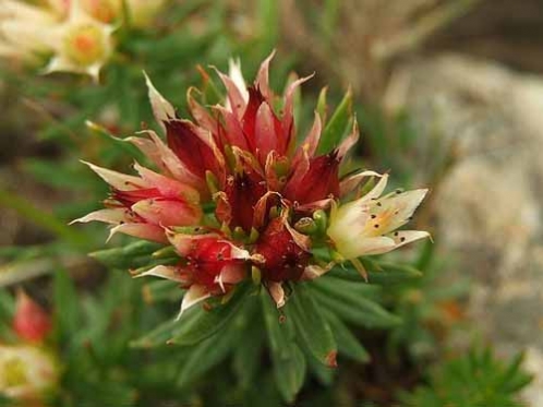 <!--<i data=20240710-sp></i>-->養(yǎng)生除皺必備 較經(jīng)典的抗衰老抗皺中藥