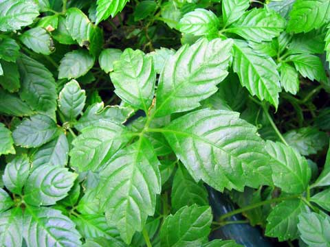 <!--<i data=20240710-sp></i>-->養(yǎng)生除皺必備 較經(jīng)典的抗衰老抗皺中藥