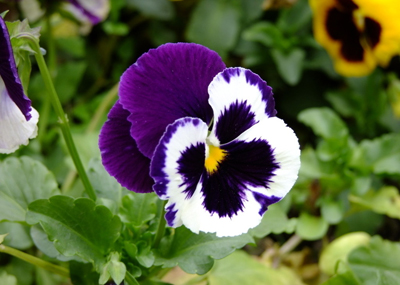 <!--<i data=20240710-sp></i>-->祛痘 八種較有效的祛痘中藥