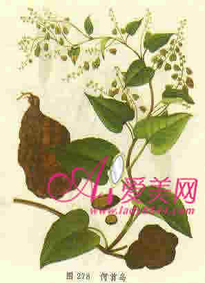 超實(shí)用單方中藥美容DIY