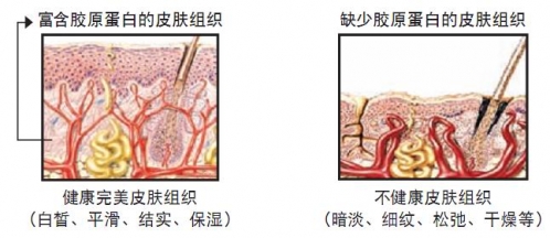醫(yī)用牛膠原蛋白獲審批 求美者有新選擇