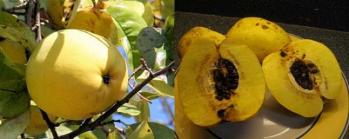 木瓜真的能豐胸嗎？