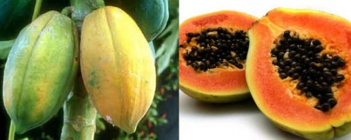 木瓜真的能豐胸嗎？